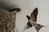 Chim bay vào nhà làm tổ báo hiệu điều gì, có nên đuổi đi không?
