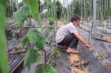 Nghề ‘hái ra tiền’ từ loại cây dại: Trồng 5 tháng thu hoạch, nông dân kiếm tiền tỉ mỗi năm