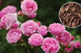 Thứ nước hoa hồng thích nhất, 10 ngày cho cây uống một lần là trăm hoa đua nở, cả tháng chưa tàn