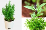 6 loại cây cảnh dễ trồng có tính 'chữa lành' giúp bạn thư giãn, giảm muộn phiền xua tà khí, đón may mắn