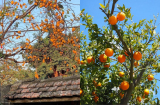 5 cây ăn quả người giàu thường trồng trong sân nhà, dễ chăm sóc, nhanh có trái ngon lại tốt cho phong thuỷ