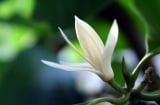 Có 1 loài hoa trắng tinh khôi, hương thơm nồng nàn quyến rũ, mê hoặc lòng người, nở trong vài tháng mới tàn
