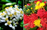 Cúng Rằm đừng mãi dùng hoa cúc, dâng 7 loại hoa này để lộc ào ào, tiền vào như nước