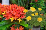 Gợi ý 5 chậu hoa dễ trồng tại nhà cho hoa nở quanh năm lại chiêu tài hút lộc