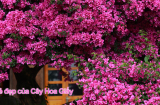 Cây Hoa Giấy - Vẻ đẹp, ý nghĩa phong thủy, cách trồng luôn ra hoa