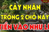 Trồng cây nhãn trước cửa nhà có tốt không?