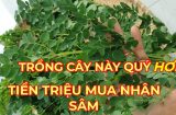 Loại rau tốt ngang nhân sâm, canxi gấp 4 lần sữa: Mọc dại đầy bờ rào mà hiếm người biết