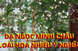 Trồng cây Dạ Ngọc Minh Châu trước nhà có tốt theo phong thủy không?