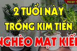 Cây Kim Tiền sinh tài sinh lộc, ai cũng đua nhau trồng: Riêng 2 mệnh này đại kỵ, cây càng xanh tốt càng nghèo