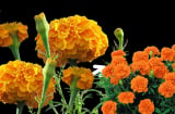 Có nên trồng chậu hoa cúc vạn thọ trong nhà?