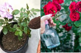 Chăm sóc hoa hồng nhớ 4 quy tắc ‘1 nhẹ - 1 siêng - 1 ít - 1 nhiều’ cho hoa nở rực rỡ