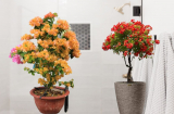 Tại sao không nên trồng chậu hoa giấy trong nhà?