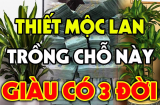 Thiết Mộc Lan hút tiền cực đỉnh, trồng trước cửa hay đặt trong nhà thì tốt cho phong thủy?