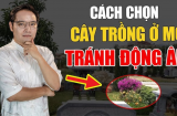 Trồng cây cảnh ở mộ Tổ Tiên có tốt theo phong thủy hay không?