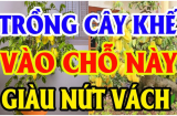 Cây khế tượng trưng cho Tài Lộc trong ngũ hành đừng trồng linh tinh: Chỉ cần 1 cây ở vị trí này giàu ụ