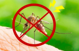 Muỗi sợ nhất bát 'nước' này: Đặt trong nhà, muỗi và côn trùng bị tiêu diệt sạch không còn con nào