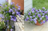 3 loại hoa mang sắc xanh rực rỡ, vừa dễ chăm sóc vừa giúp gia chủ thu hút tiền tài, danh lộc vào nhà