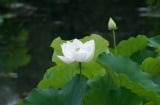 Ngoài vẻ đẹp thuần khiết, hoa sen trắng còn tiềm tàng ẩn sâu ý nghĩa bên trong, đó là ý nghĩa gì?