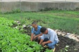 ‘Hái ra tiền’ từ 3 sào đất: Nông dân Bà Rịa – Vũng Tàu bỏ túi gần 200 triệu đồng/năm nhờ trồng rau