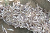 Loại cá nhỏ Ngon – Bổ - Rẻ: Giàu omega-3, bổ sung cho xương, não rất tốt