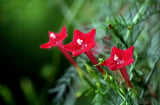 3 loại cây hoa tài lộc, chịu được nắng gió ban công, leo và nở hoa tuyệt đẹp, lại dễ trồng