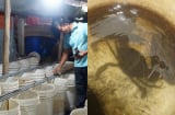 Thầy giáo nông dân thu lãi hơn 600 triệu đồng/năm nhờ nuôi cua biển trong thùng nhựa