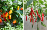 Cách trồng ớt sai trĩu quả, ăn mãi không hết