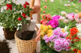 Bí quyết ‘nhân hoa’ mùa hè: 8 loại hoa giâm cành dễ sống, nở rực rỡ cho khu vườn thêm bừng sắc