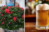 Mùa hè có 3 loại hoa cực thích 'uống bia': Cứ tưới đều lá xanh bóng, hoa nở to rực rỡ