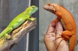 Top 10 loài rồng Nam Mỹ đẹp nhất thế giới: Sắc màu độc lạ khiến giới trẻ phát cuồng