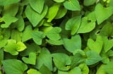 Loại rau tốt ngang “thuốc bổ tự nhiên”: Mọc um tùm như cỏ ở vườn nhà nhiều người không biết mà ăn