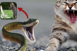Tại sao mèo không bao giờ sợ rắn?