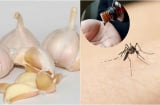 5 cách đuổi muỗi bằng nguyên liệu đơn giản nhà nào cũng có: Muỗi cả đàn cũng bay xa Không cần phun thuốc