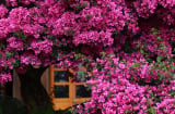 Hoa giấy mùa hè đừng tưới đẫy nước dễ chết cây: Đây mới là cách tưới cây giúp nở hoa rực rỡ