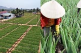 Nghề lạ ở Việt Nam: Trồng cây dại quen mà lạ, vốn ít lời nhiều, 6 tháng ‘hốt bạc’