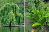 Các cụ dặn: 5 loại cây tuyệt đối không trồng trước nhà