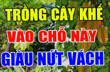 Khế là loại cây chiêu tài đón lộc đừng trồng linh tinh: Đặt ở vị trí này giàu có 3 đời