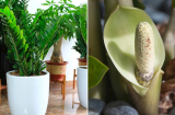 Loại nước tốt nhất cho cây kim tiền, kiên trì tưới 2 tuần 1 lần là cây sớm ra hoa