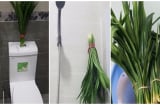 Thả thứ này vào nhà vệ sinh hết sạch mùi hôi