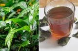 Uống nước xạ đen có tác dụng gì?