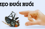 7 mẹo đuổi ruồi ra khỏi nhà đơn giản, không còn bóng dáng một con