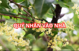 Cây cảnh này được người xưa xem như quý nhân, giúp gia đình vượt khó làm giàu. Đó là cây gì?