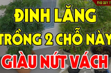 Trồng cây Đinh Lăng thẳng cửa nhà có tốt theo phong thủy hay không?