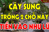 Trồng cây Sung trước cửa nhà có tốt cho gia chủ theo phong thủy không?