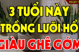 Ai thuộc tuổi này trồng cây lưỡi hổ như Rồng cưỡi mây: Kinh doanh đắc tài, chẳng thiếu tiền xài