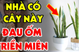 Cây lưỡi hổ xua đuổi tà ma, hút lộc vào nhà: Nhưng những tuổi này không nên trồng kẻo tiền bạc trôi sông