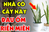 Tuổi này cực xung với cây Lưỡi Hổ: Chỉ cần 1 cây cũng tổn phúc, tiền của không cánh mà bay