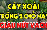 Trồng cây Xoài trước nhà có tốt cho gia chủ theo phong thủy không?