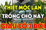 Trồng Thiết Mộc Lan trước cửa nhà có tốt cho phong thủy gia đình không?