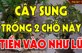 Trồng cây Sung trước hay sau nhà thì tốt cho phong thủy gia đình hơn?